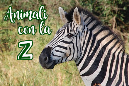 Animali con la lettera
