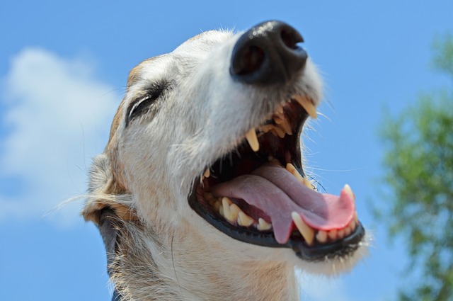 Quanti denti ha un cane? Come riconoscerli?