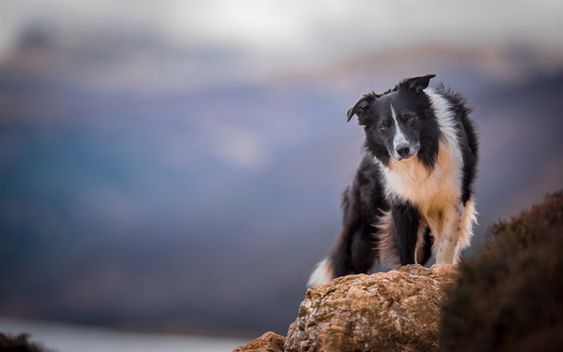 Cane bianco e nero