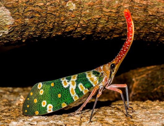 Cicala e cimice: che insetti sono? Quali sono le loro caratteristiche e le differenze?