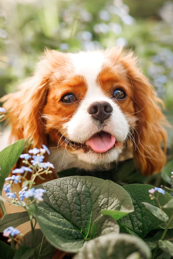 Club Italiano Spaniel: quando è stato fondato? Di cosa si occupa?