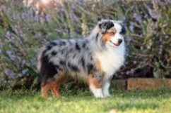 American shepherd: come è fatto questo cane da pastore? Che carattere ha?