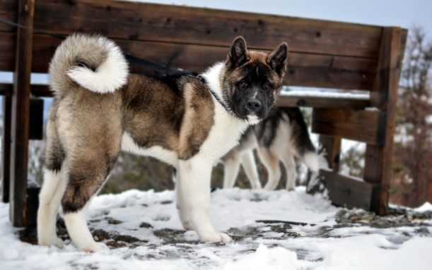 Akita americano: qual è il suo peso e la sua altezza? Cosa lo distingue da altri del suo gruppo?