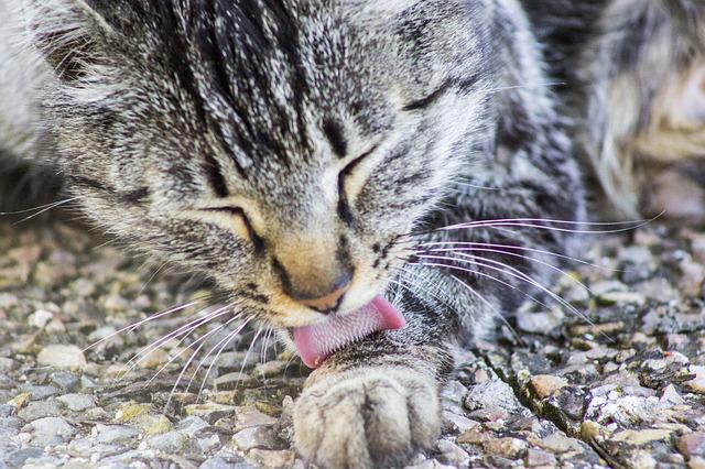 Allergie feline: riconoscerle e curarle
