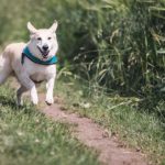 American shepherd: come è fatto questo cane da pastore? Che carattere ha?