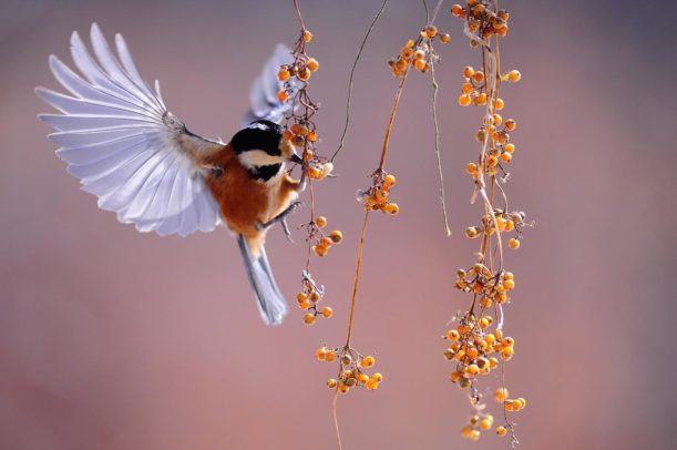 Versi di animali: quali sono i più riconoscibili? Come si chiamano?