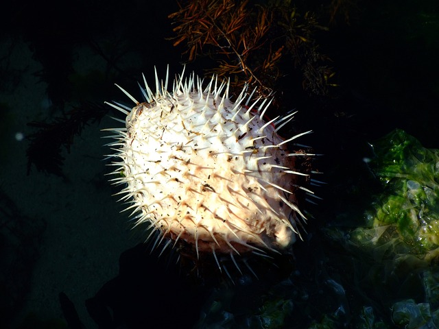 Pesce palla: quanto è velenoso? Dove vive e cosa mangia?